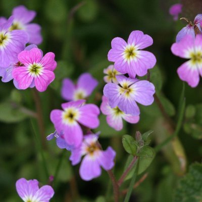 ptite mésange