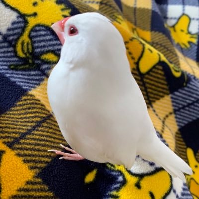 空太郎 (@3jZy2RyfgDg59MZ) / Posts / X