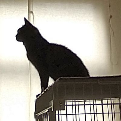 ichi_go_go_go's profile picture. いろいろガタがきて、かなりポンコツ。誤誤字脱字等多め。猫関係多め。最近疲れてるので、鍵かけてることもあります。
