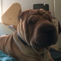 🇨🇦 Blind Old Grumpy Guy PoP’eh 🇬🇧 (@poppij) 's Twitter Profile