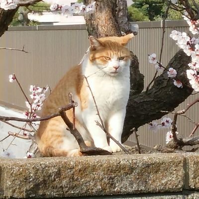palsaya24's profile picture. 生まれてからずっと歌ってます。
生まれてからずっと怒ってます。
音楽業界の末席に指一本でぶらさがり中
支持政党なし、無宗教
　あらゆる権力者が大嫌いなだけです。
