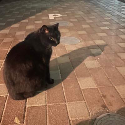 togurocchi's profile picture. 現在フィリピンにいます。猫が好きです。ドラクエウォークしながら、野良猫や地域猫を探してます。エサはあげません。