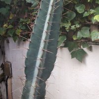 erpesaoderpueblo (@erpesaoderpueb1) 's Twitter Profile