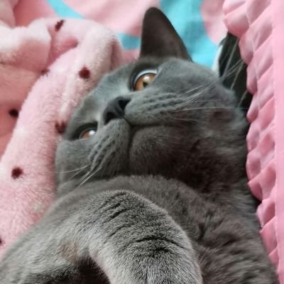 Kaloriya2's profile picture. yep