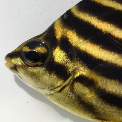 OomaTsuna's profile picture. 魚集めて魚図鑑作ってます。 ポスターなどの販売→https://t.co/XT34gDcax2