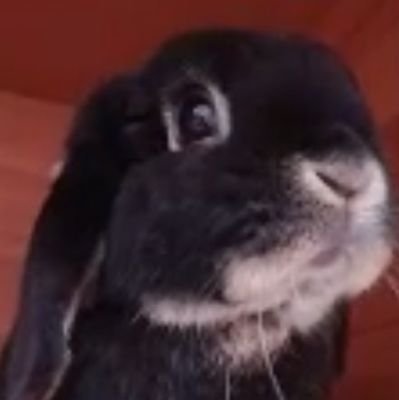 islathebunnie Profile Picture