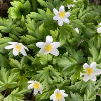 Alena (@alenabruc) 's Twitter Profile