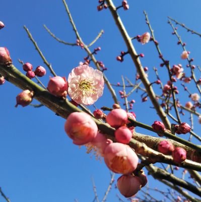 読み専。羽生結弦さん関連と健康ネタが中心です。