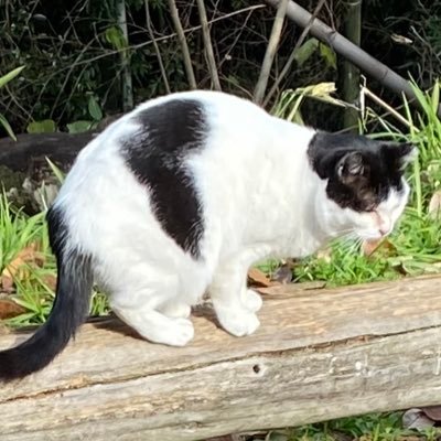 elpiza_'s profile picture. 担々麺と抹茶プリンが好きです。