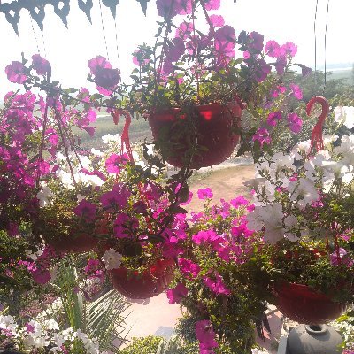 fatema_zakia's profile picture. Laugh, live and grow 🌱