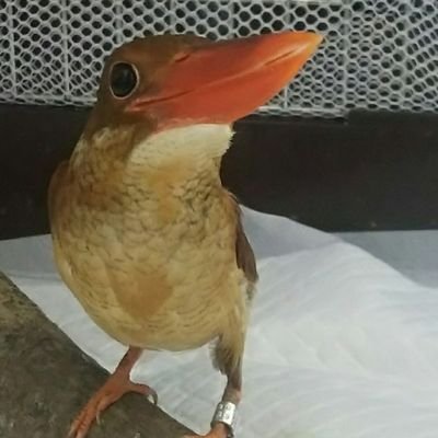 インコサン(3ө3)さんのプロフィール画像