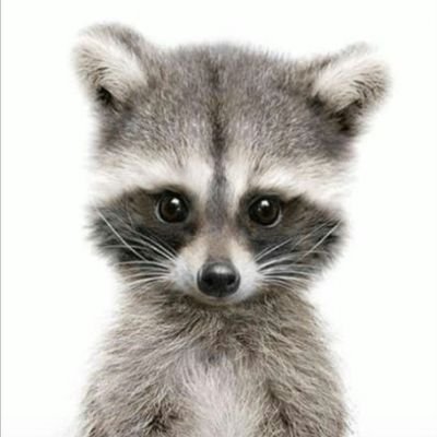 Stormchasing22's profile picture. Racoon - Reloaded