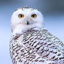 🦉 If You Love #owl follow us 💕
🦉 DM your Best Photos 💝
©️ | DM FOR credits / removal