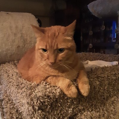 TerryRayTaylor8's profile picture. Love CATS and Classic movies!!!!!!!!!!!