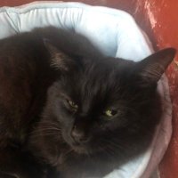 My cats slave (@nswalmsley1) 's Twitter Profile Photo My cats slave (@nswalmsley1) 's Twitter Profile Photo
