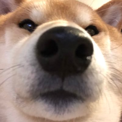 JaJGULsdrMBdYlc's profile picture. 赤柴こてつ 白柴だいふく 秋田犬うめこ 毎日が運動会🐶無言フォローでごめんなさい🐶