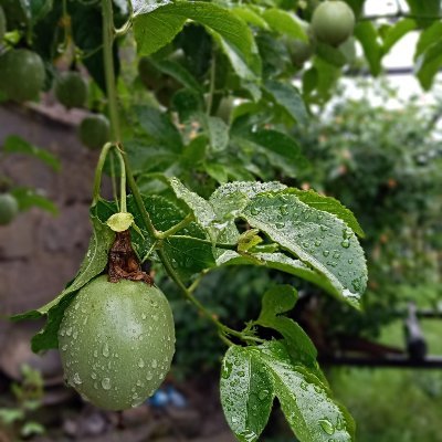 silasmeeme's profile picture. I believe in the total power of transformation with will and ability.