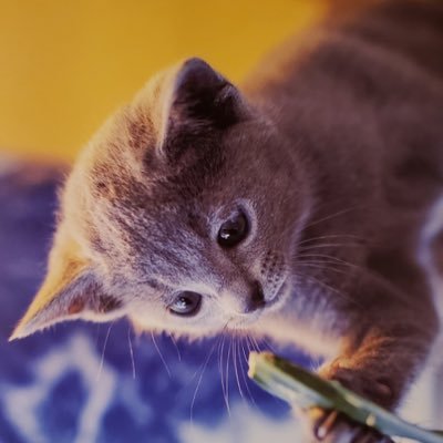 なか( ๑´࿀`๑)=3さんのプロフィール画像