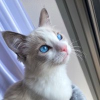 ルタオくん🐈ロイズちゃん🎀(@letao_ragdoll) 's Twitter Profile Photo