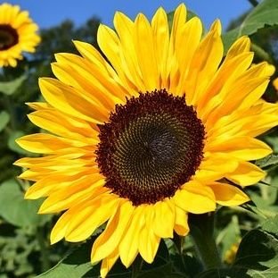 Plant Sunflowers / Inspire Happiness / Save the Planet

1. Plant a Sunflower at Your Home
2. Share Extra Seeds & Happiness
3. Save The Planet
4. Share Mission