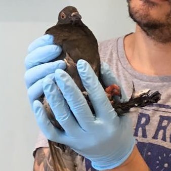 MalikHouha's profile picture. 🎙️ Une voix pour les animaux.
🗳️ Candidat legislatives @Partianimaliste 12e circ du 93

Animaux, écologie, territoires urbains  et nourriture végétale