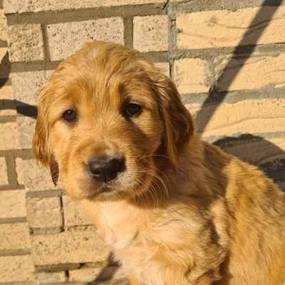 Ich bin nicht böse,
ich bin nur manchmal nicht ganz nett!
Preußen Münster-Fan 🖤🤍💚
🐶 Lexi 💜
🐶 Trixi 🖤