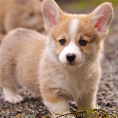 corgilover2130's profile picture. 