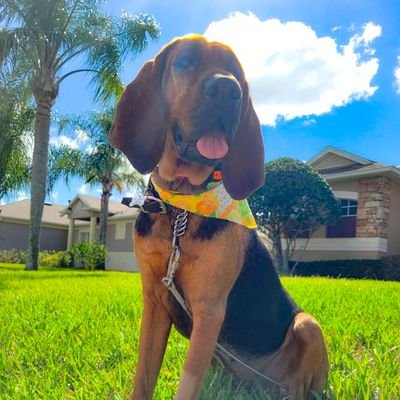 Florida dog napping in sun, who loves long walks and my baby bunny.