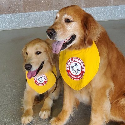 Official Bat Dog of the 4-time Eastern League Champion @TrentonThunder! A very good boy.