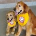 Rookie (@batdogrookie) Twitter profile photo Rookie (@batdogrookie) Twitter profile photo