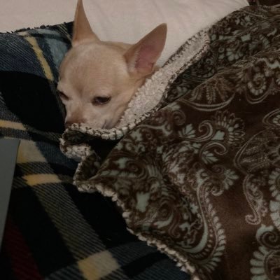 montydog04's profile picture. Where are the instructions? Just another earthling muddling through.