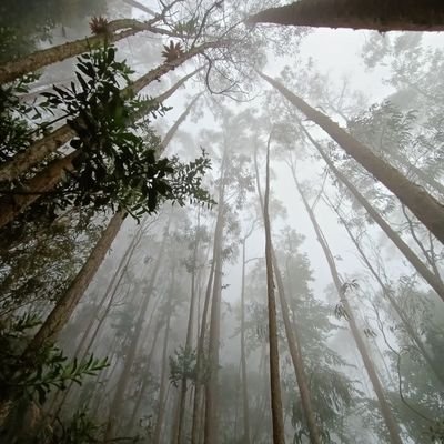 Ingeniero Forestal de profesión, Colombiano, nacido en La Palma Cundinamarca.