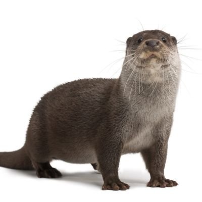 You don't know me!!! 
Maybe that's why I like otters...