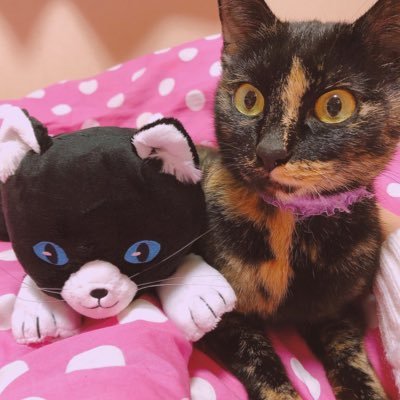 hakaba1215's profile picture. キモいツイートの墓場🪦と日常🫀特にVTA2期生が大好き‼️