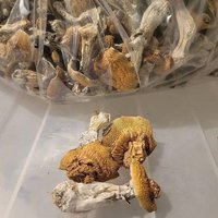 Psychedelics shop (@psychedelicssh3) 's Twitter Profile