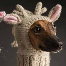 Lagrandemouette's profile picture. 