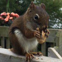 Eastern Shore Squirrel 🇨🇦🍁♿️👩‍👧(@dymplzz) 's Twitter Profileg