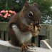 Eastern Shore Squirrel 🇨🇦🍁♿️👩‍👧 (@dymplzz) Twitter profile photo
