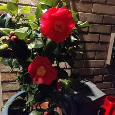 melonfool's profile picture. 