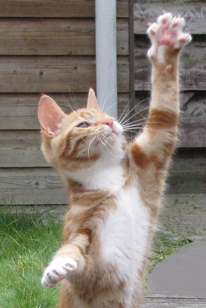 dekuif's profile picture. 