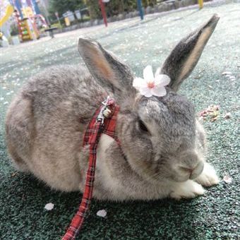 東洋西洋の枠を超えて占術を研究する水晶玉子公式アカウント★オリエンタル占星術https://t.co/hkIZZPZbk9 ★マンダリン占星術https://t.co/8nIHZ75PVh ★新ペルシャン占星術https://t.co/CGsawCBvxx★エレメンタル占星術 https://t.co/tCnCwAyhmd