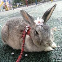 水晶玉子 (@suisho_tamako) 's Twitter Profile Photo