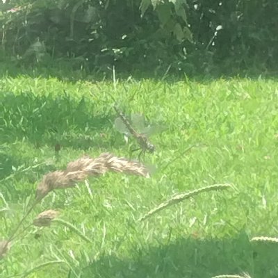 PanicJester's profile picture. Hello there 
•^•
I'm just here doing things