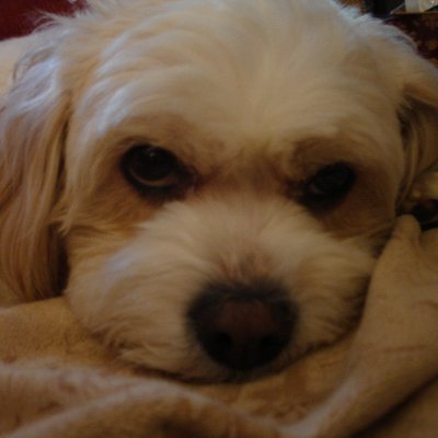 Mom to sweetest angel dog who ever lived, Tobie OTRB 04/01/2022. Rescue Clancy has joined us. Irish, Catholic, Democrat