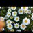 turkan_yildiz's profile image