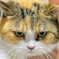 むにえな (@muniena) 's Twitter Profile Photo むにえな (@muniena) 's Twitter Profile Photo