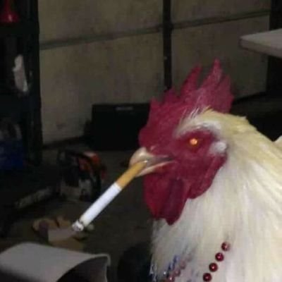 libertinecult's profile picture. 