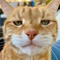 ᎶᏋᏂᏗᎴ 💛📒 ؛ (@gogaq50) Twitter profile photo