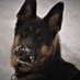 #Remingtontheshepherd (@remingtonthesh1) Twitter profile photo #Remingtontheshepherd (@remingtonthesh1) Twitter profile photo