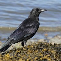 PissGoddess891 (@barelybursting) 's Twitter Profile